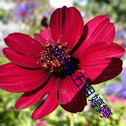 www.五(wǔ)月婷婷(tíng)