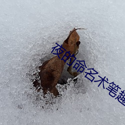 夜的命名术笔趣阁
