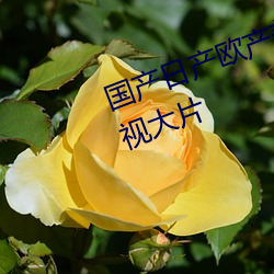 国产日产欧产美韩系列麻豆超多影视大片