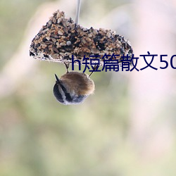 h短篇散文500集