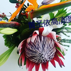 黄圣依高清图片 （取法乎上，仅得乎中）