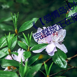 《【爱(愛)情岛论坛(壇)亚洲永(永)久(久)入口(口)口】》完(完)整(整)版正在(在)播放