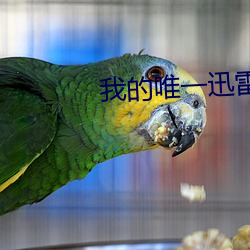 我的唯一迅雷下载