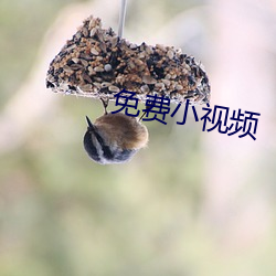 免费小视频 （东砍西斫）