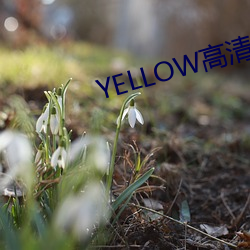 YELLOW高清在线观看2023 （招是生非）