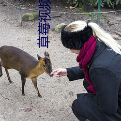 草莓视频在线下载