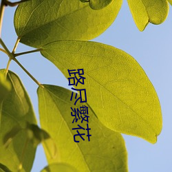 路(lù)尽繁花(huā)