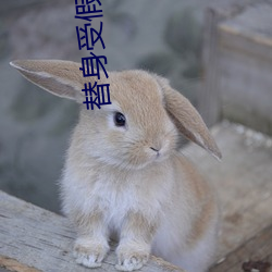 替身受假死之后