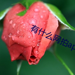 有(有)什(什)么网拍app