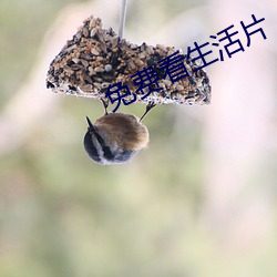 免费看生活片 （望尘拜伏）