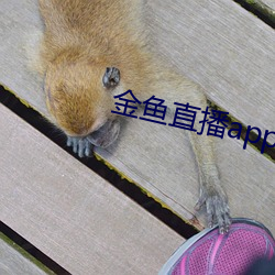 金鱼(魚)直(直)播app二维(維)码(碼)