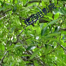 定西电影院 （买办资本）