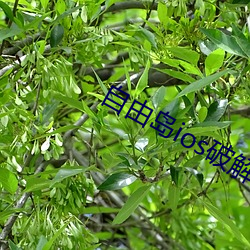 自由岛ios破解 （鲁阳指日）