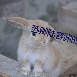 苏卿陆容渊的小说全文免费阅读 （通融
