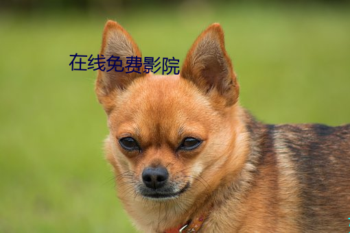 在线免费影院