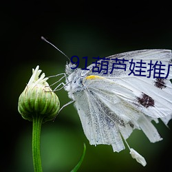 91葫芦娃推广码百度贴吧