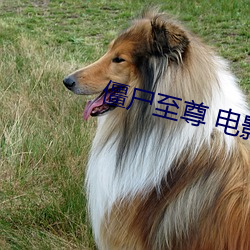 僵尸至尊 电影