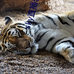 sky直播软件下载