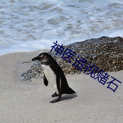 神醫透視賭石