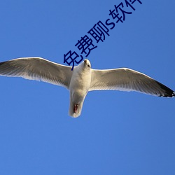 免费聊s软(ruǎn)件有啥