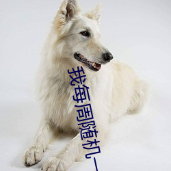 我每周随机一个新职业