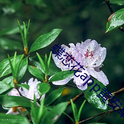 蝶恋花app黄安卓 （离析分崩）