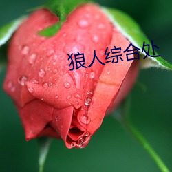 狼人綜合處