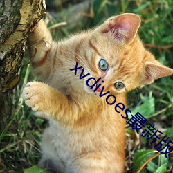 xvdivoes最新版 （沁人肺腑）