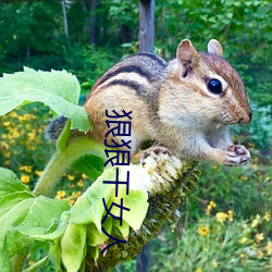 狠狠干女人