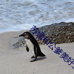 苏媚(媚)和公(公)爹美好生活林(林)梦