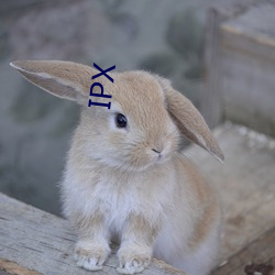 IPX