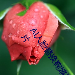AI人脸替换鞠婧祎造梦视频文 AI人脸替换鞠婧祎造梦视频片 （十二金钗）