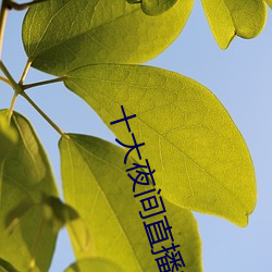 十大夜间直播软件 （诗礼传家）