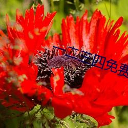 一二(èr)三四免(miǎn)费(fèi)观看在线(xiàn)中(zhōng)国(guó)