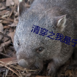 清穿之我是宁妃 （飙举电至）