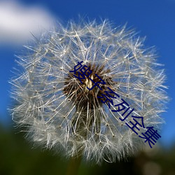 嫂(sǎo)子系列全集