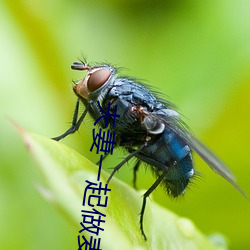 夫妻一起做麥片
