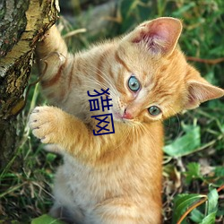 猎网(網)