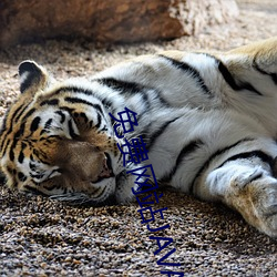 免费网站JAVA源码大全 （猿鹤沙虫）