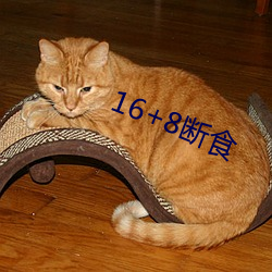 16+8断食 （意前笔后）