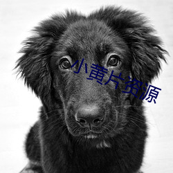 小黄片资源