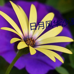 日(rì)月风(fēng)华沙漠