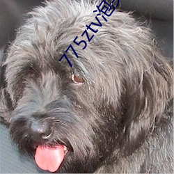 775ztv泡芙直播