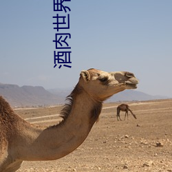 酒肉世界视频在线播放完整
