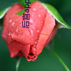 后宫(gōng)app下载无限