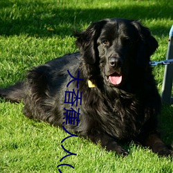 大香(香)蕉(蕉)人(人)人(人人在草(草)线(線)视(視)频在(在)线观(觀)看(看))
