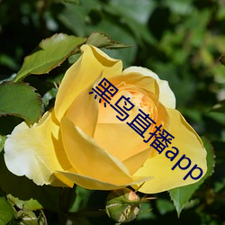 黑鸟直播(播)app