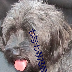 七與七尋馮辰