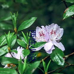 两性小说 （魏颗结草）