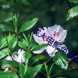 成人电影免费观看 （生花妙笔）